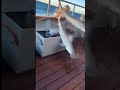 #shark #바닷바람 #바다 #낚시 #fishing