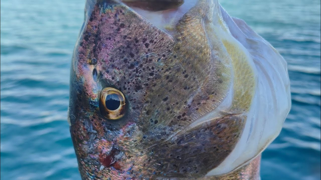 Συναγρίδες και μαύρα σε επικίνδυνα βράχια 🙄 - Heavy spinning 