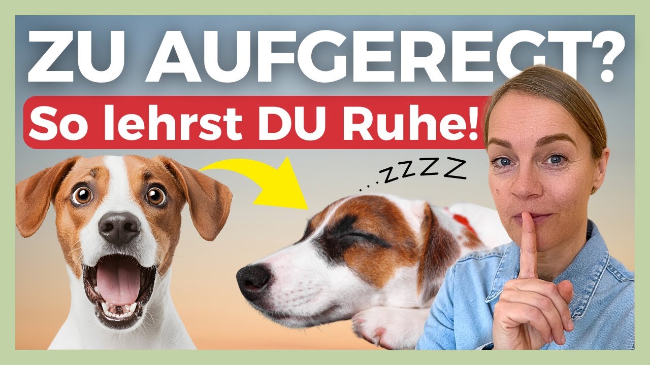 ❌ ZU AUFGEREGT ZUM ZUHÖREN? DARUM IGNORIERT DEIN HUND DICH – DER FEHLER PASSIERT BEI DIR ZU HAUSE 😬