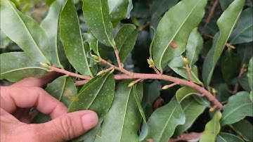 Có 3 cách làm giúp nụ mai lớn đều -nở bông rộ đồng loạt và cách nuôi dưỡng nụ giai đoạn này.