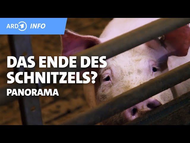 Das Ende des Schnitzels? | Panorama | NDR