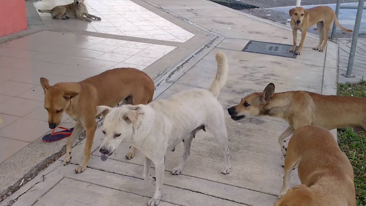 Do Stray Dogs Make Good Pets