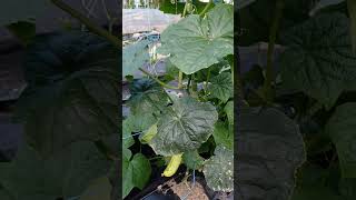 주렁주렁 열린 오이를 수확했어요.~~^&amp;^