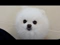 撫でられる時は耳がなくなるポメラニアン