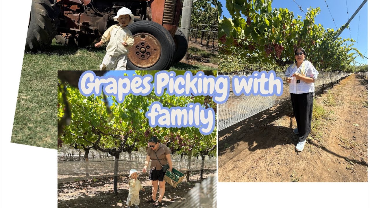 Grape’s picking with family 