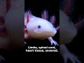 This Animal Refuses to Grow Up — And It Works Perfectly
