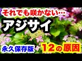 ◆ついに判明!【咲かないアジサイ】原因が解りました。