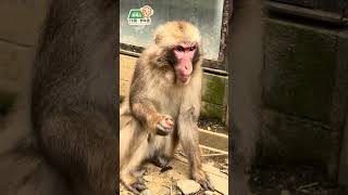 【高尾山さる園】イチゴを食べるリフトくん【Snow monkey】 #monkey #mttakao #animals #monkeypark #ニホンザル #cute #高尾山 #zoo #癒し