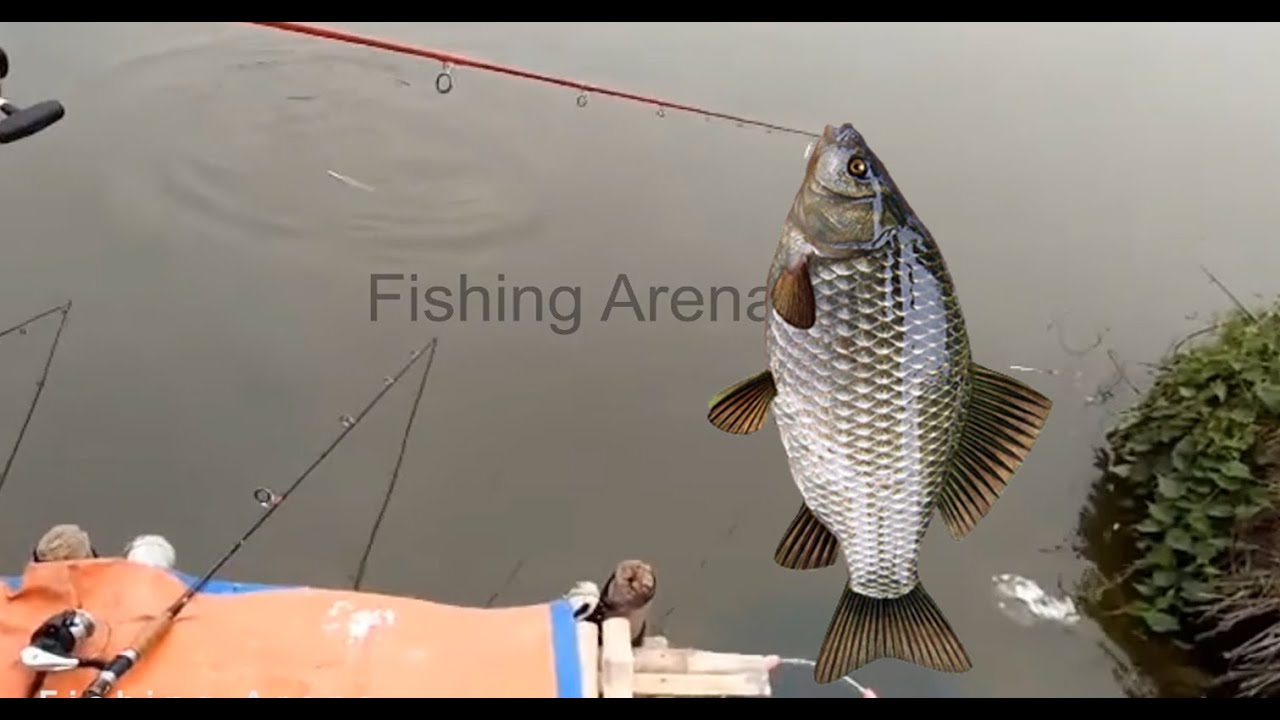 Catching Big Rohu Fish at Village Pond - YouTube