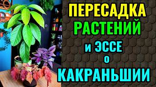 Пересадка растений и ода стране Какраньшии)