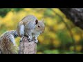 4k funny squirrel 2021  short viral  rss entertainment world