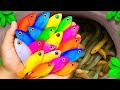Catch glass fish, angel fish, koi fish, zebra fish, guppy fish, baby turtles, goldfis, eels, arowana