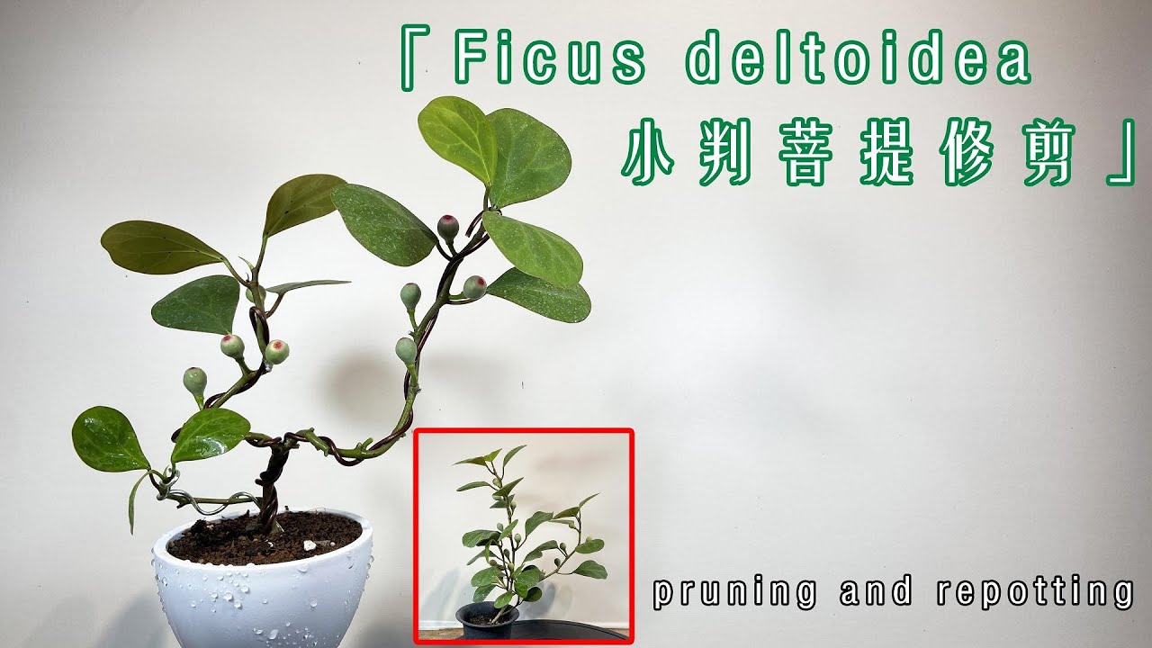 帶有可愛果實的金背榕！小判菩提修剪Ficus deltoidea pruning - YouTube