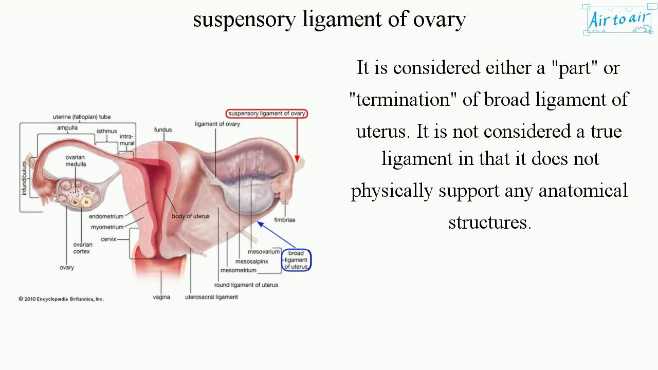 suspensory ligament of ovary - YouTube