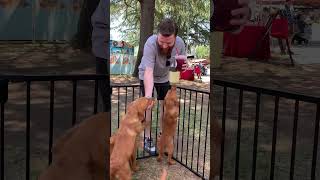 Pebbles’ fox red Lab girls at the Auburn Home Show! #puppies4sale