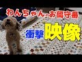 留守番中を隠し撮りしてたら衝撃すぎる映像が撮れてた!!!!【トイプー】【つっちー】