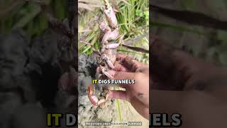 The Strange Story Behind Giant Nylon Shrimp