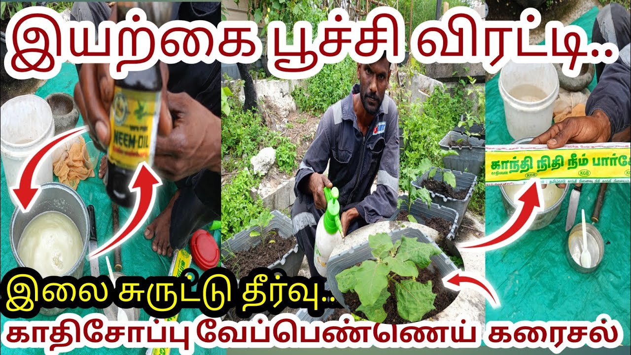இயற்கை பூச்சி விரட்டியான  வேப்ப எண்ணெய் கரைசல் தயாரித்தல்/how to prepare neem oil solution.