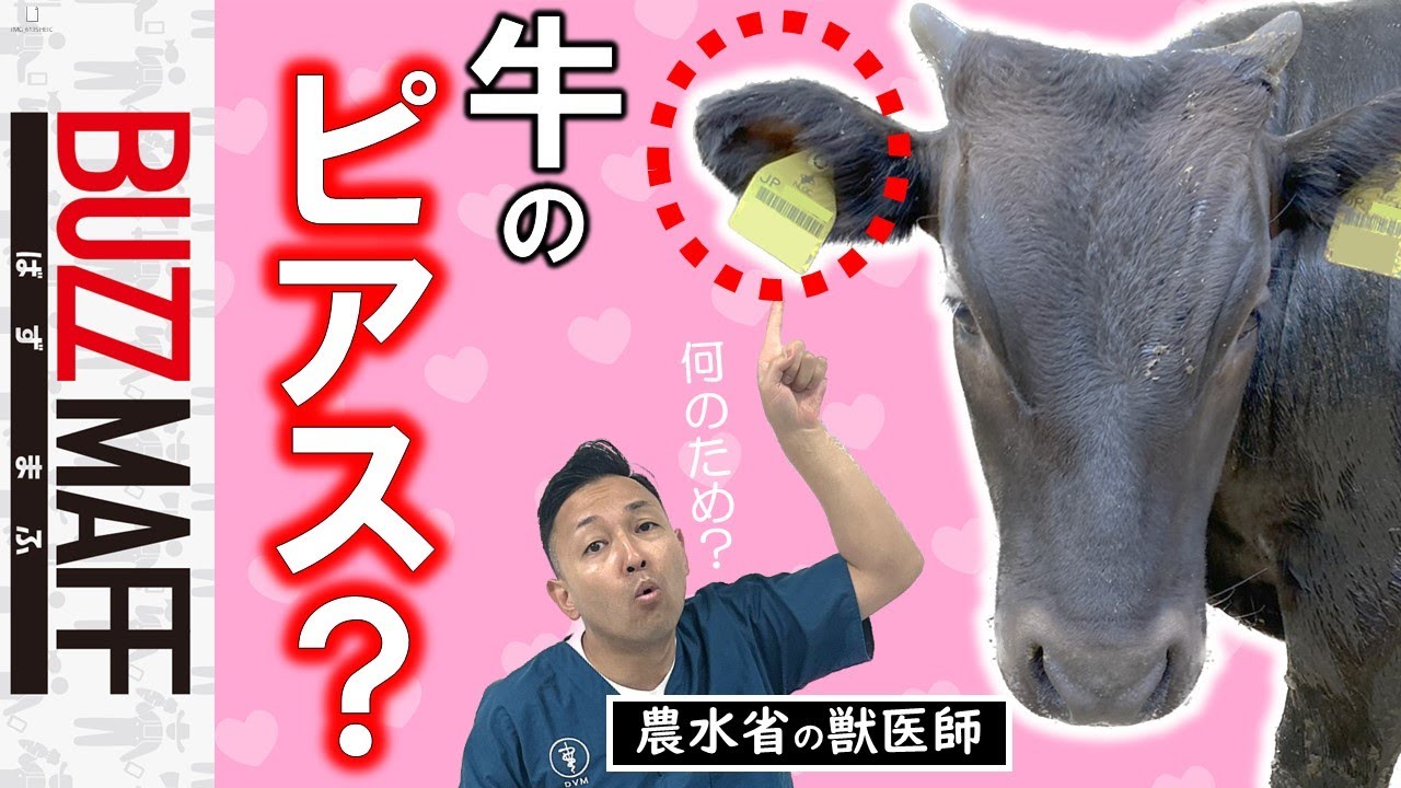 獣医師あるある】IDカードは耳に付ける！？一度舐めてみたいウシの