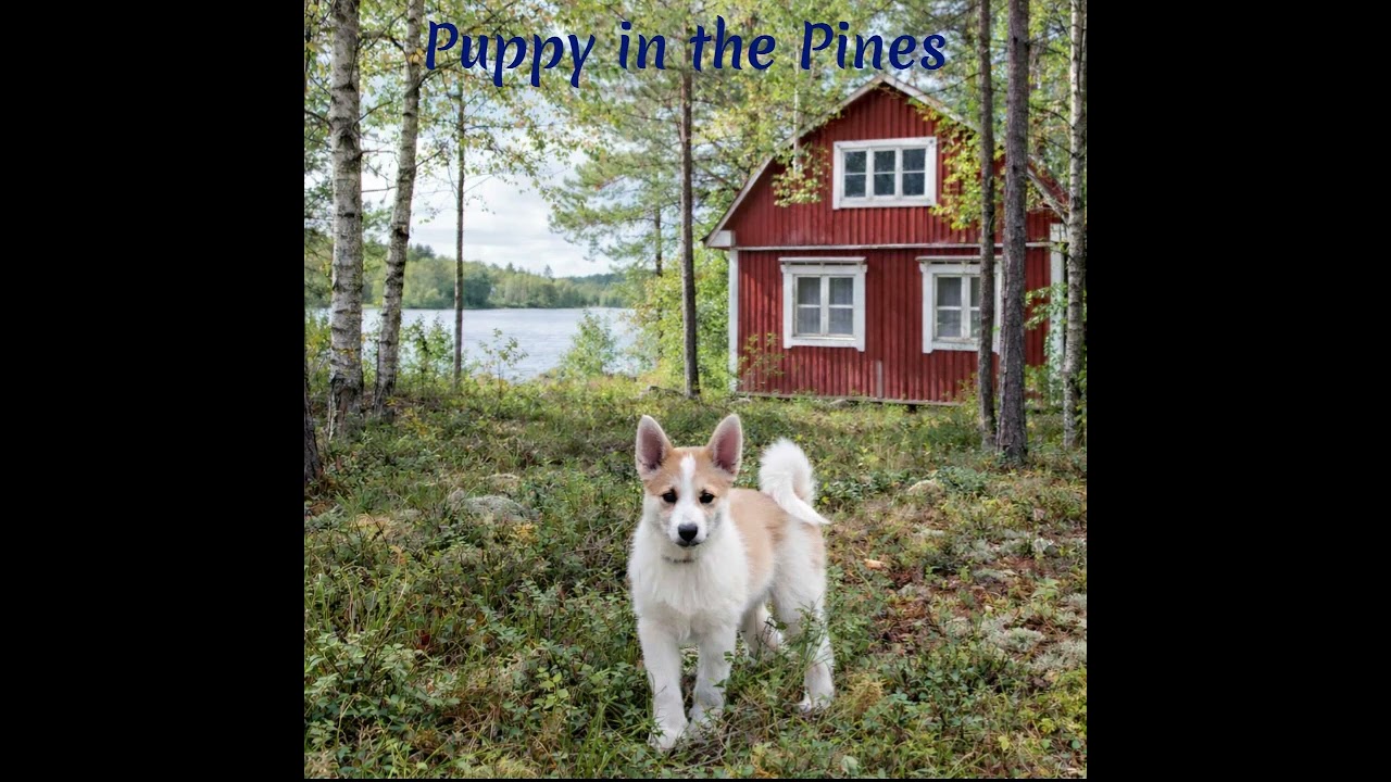 Puppy in the Pines