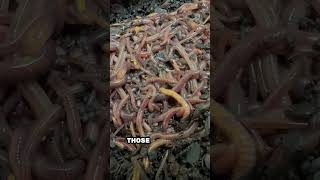 Reason Worm Bins Fail.
