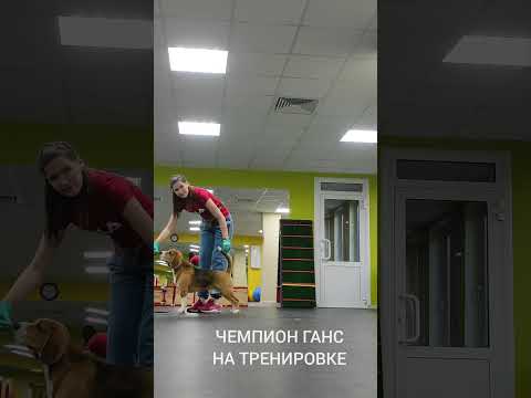 титулованный кобель породы Бигль