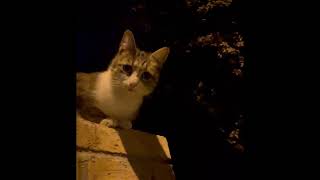 CATBOSS : Fruji Kitten in the evening on the fence roof