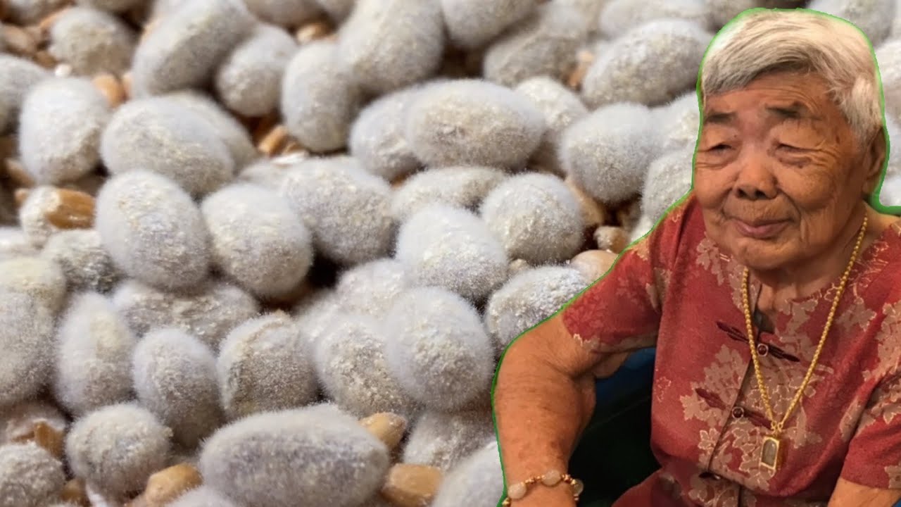 ขั้นตอนการเพาะเชื้อโคจิ สำหรับหมัก เต้าหู้ยี้เต้าเจี้ยว เต้าเจี้ยว ซีอิ๊วขาว