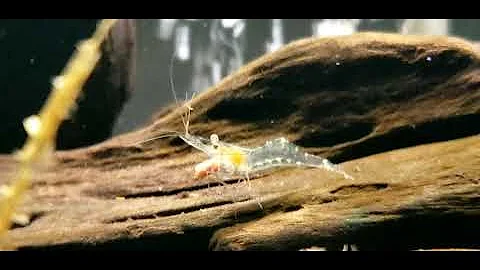 Ghost Shrimp Eats Food Pellet - Digestion Visible - Close Up