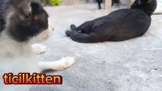 cute kittens playing on the floor while sleeping comfortably