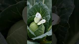 Cabbage White Butterfly... A Beautiful Pest? 🦋 #butterfly #naturefacts #wildlifefacts #insects