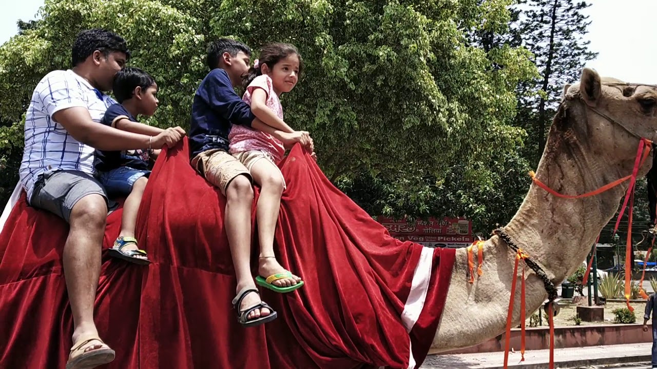 Camel ride near Pinjore Garden - YouTube