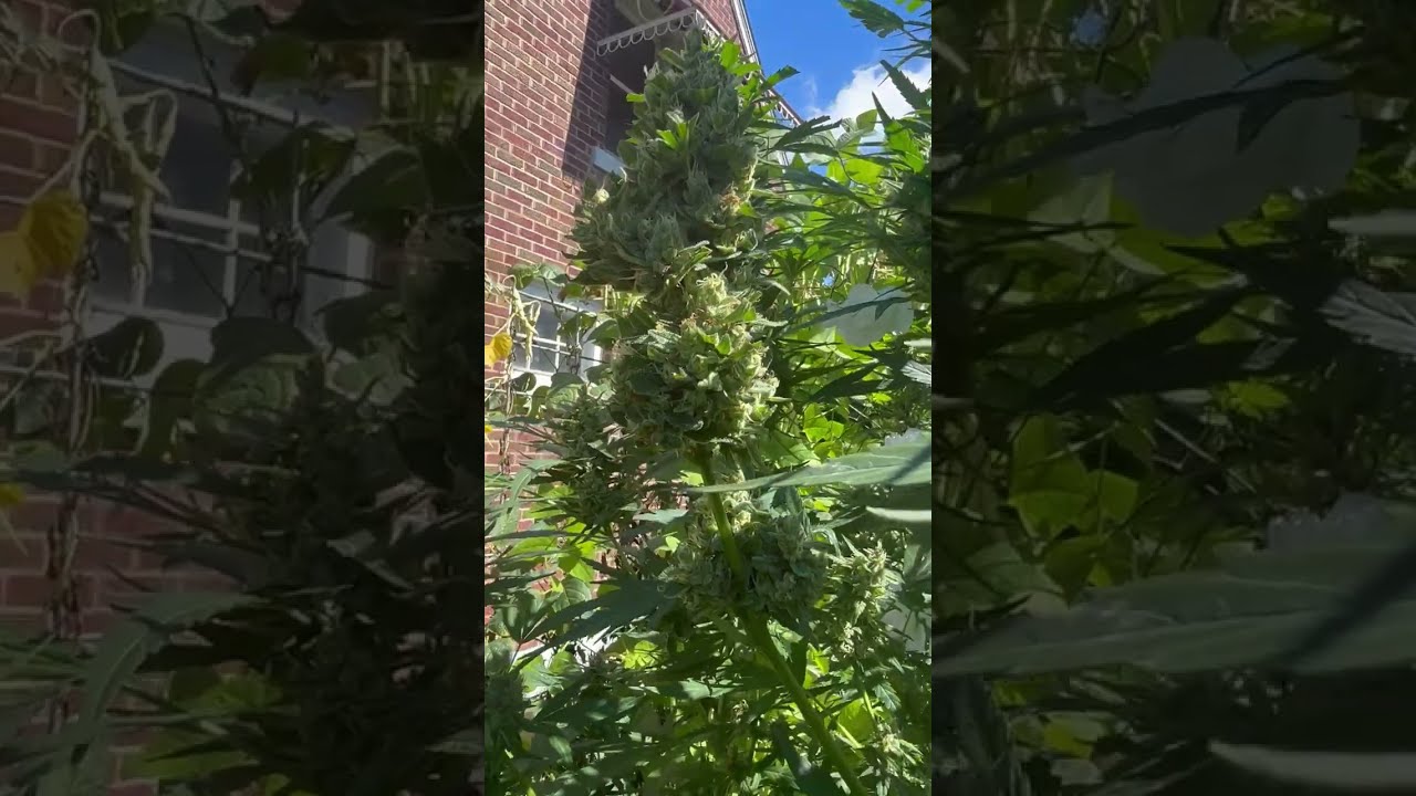 Outdoor Grow - Gold Leaf Strain - 9/14/23