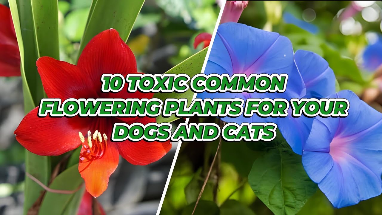 10 Toxic Common Flowering Plants for Your Dogs and Cats