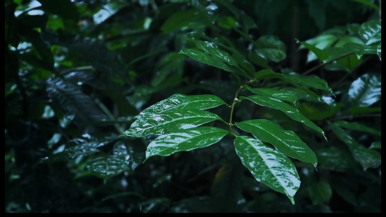 森林雨声rain sound in forest sleepaid