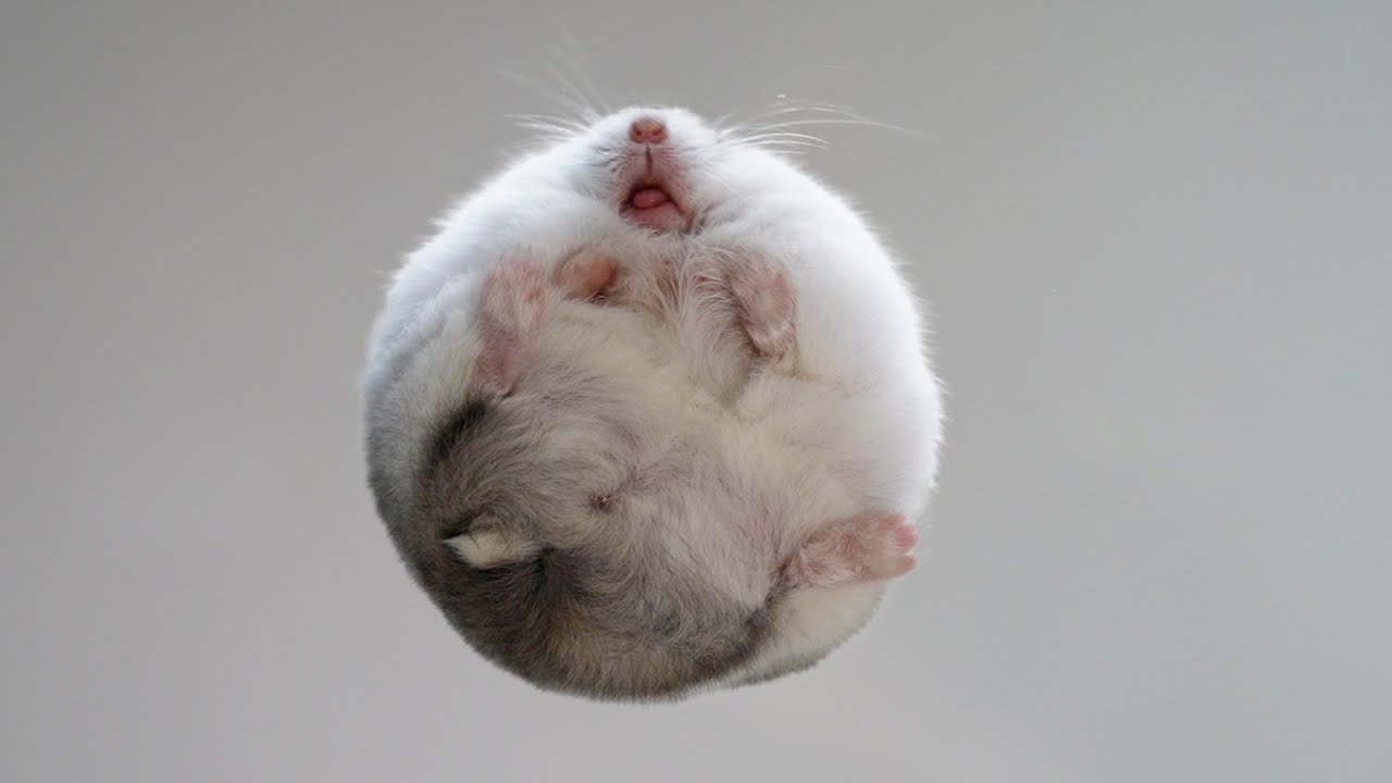 POV: A round hampter just landed on you