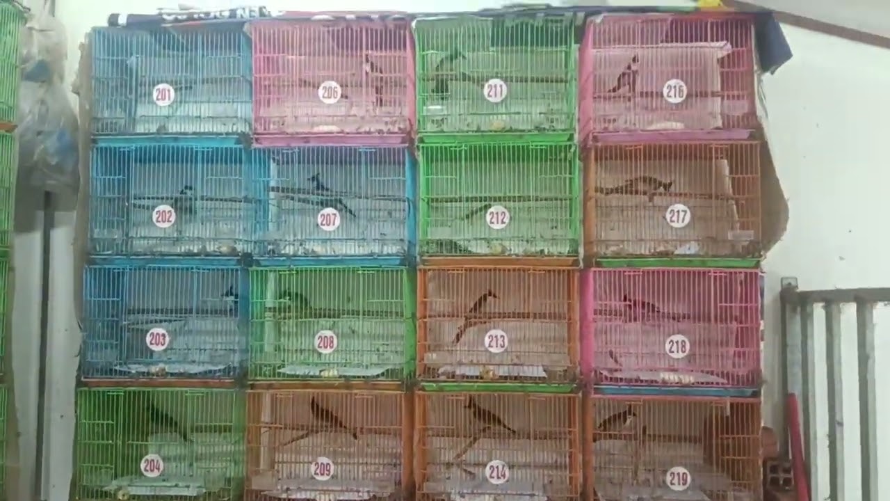 Chủ nhật 1/3....09.87.81.96.98....122/15 bùi đình túy f12 Q bình thạnh