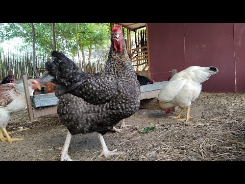 Video: Mijn ervaring Raising Ameraucana-kippen van jonge kippen tot hennen