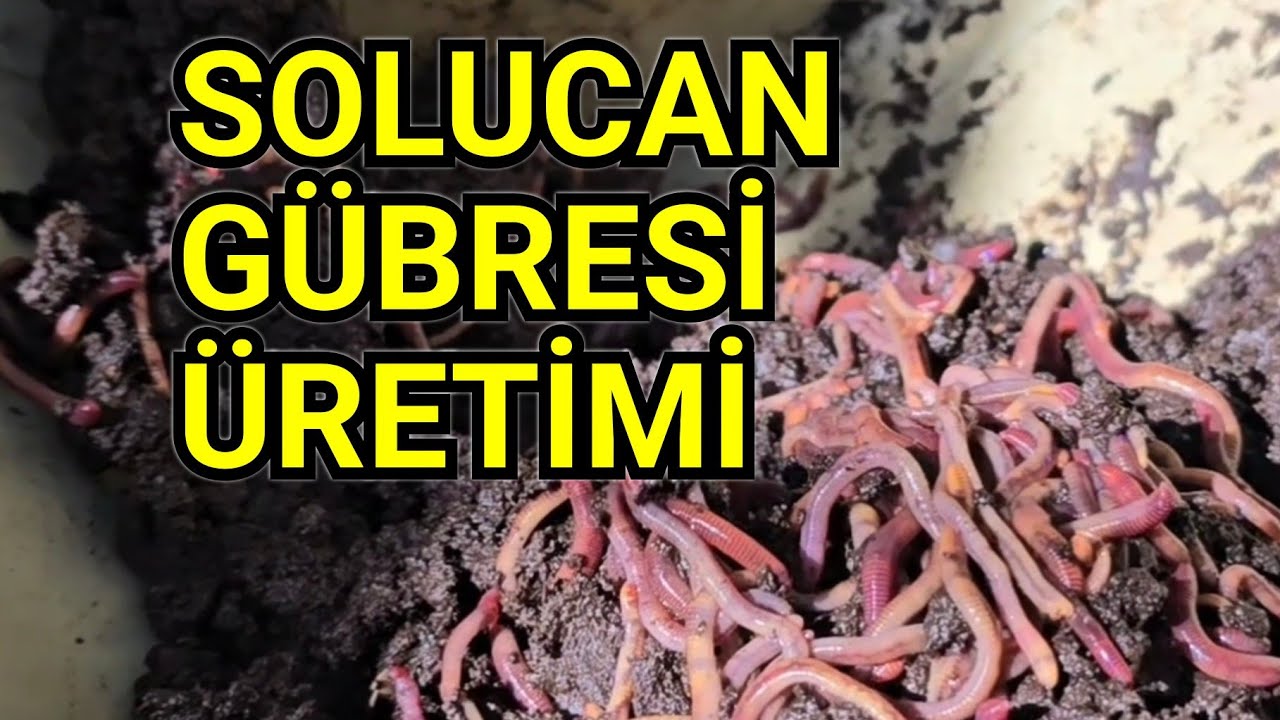 Solucan Gübresi Üretimi