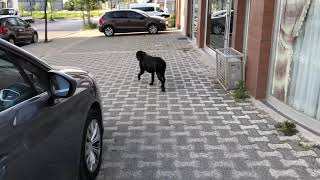 Sokak Köpekleri Çetesi