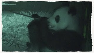 (SUB) Baby Panda Sleeping Apart With Her Mommy For The First Time In Her Life│Panda Family