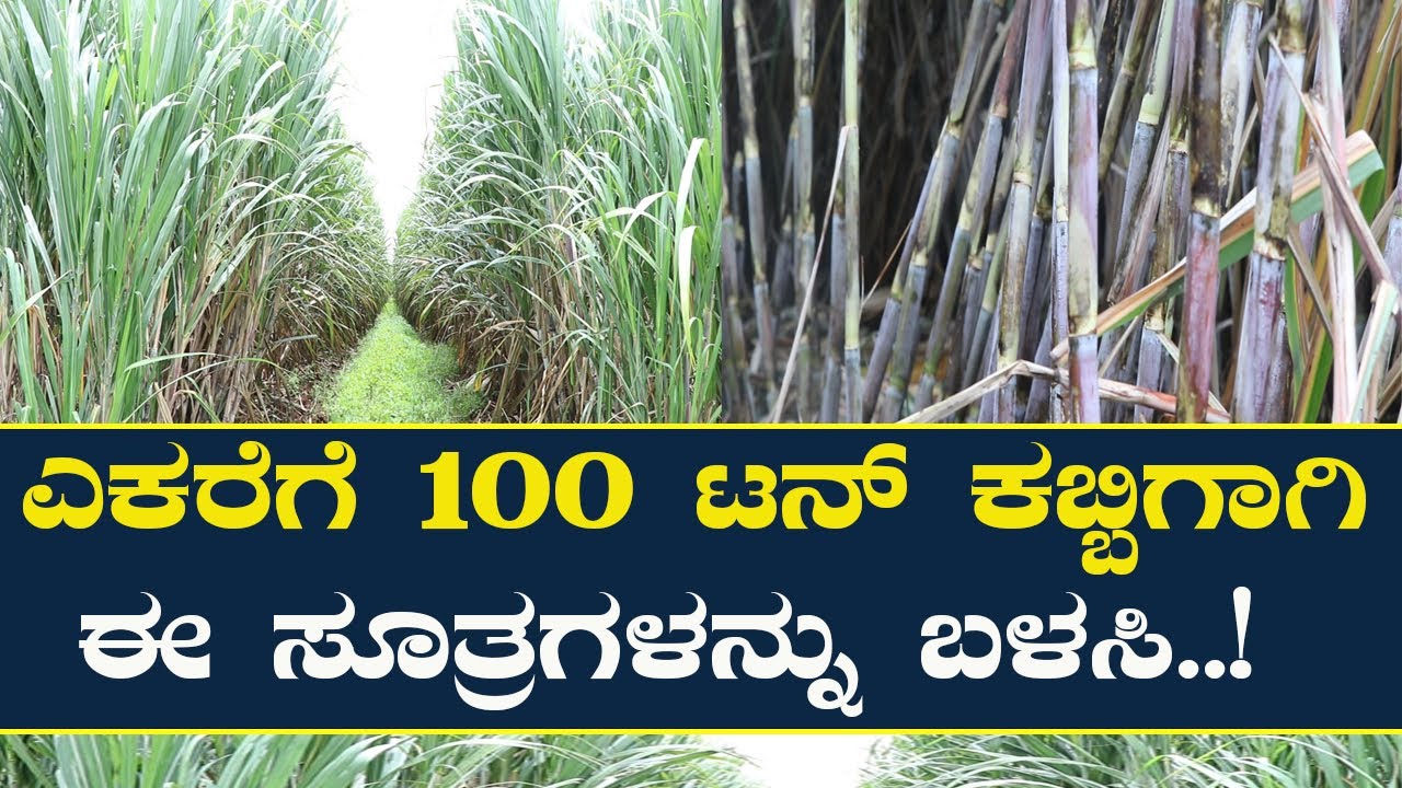 ಕಬ್ಬಿನಲ್ಲಿ 100 ಟನ್ ಇಳುವರಿಗೆ ಈ ಸೂತ್ರಗಳನ್ನು ಬಳಸಿ | How to get 100 ton yield in sugarcane?
