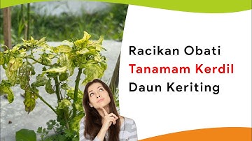 Cukup 2 Produk Saja! Pulihkan Tanamam Kerdil dan Daun Keriting dengan Cepat