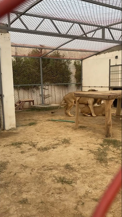 Meeting in lions 🦁❤️🙈