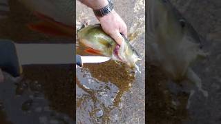 Flussbarsch 25 Erst Betäuben, Dann Ausbluten Lassen, Für Tierschutzgerechtes Töten