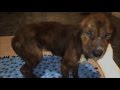 Rudy - Beaten and abused dog saved from death needs your help!