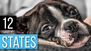 Does Your State Have An Official Dog Breed? These Do by Boston Terrier Society 2,309 views 1 year ago 1 minute, 35 seconds