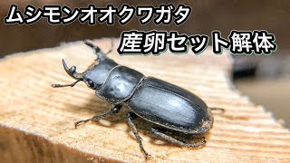 【ムシモンオオクワガタ】産卵セット暴いたら案の定やられてました【ぴぴんap】Dorcus musimon