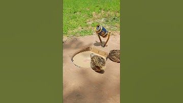 EASY Bird Trap Technique - Quail Trap #simple bird trap #technique #shorts