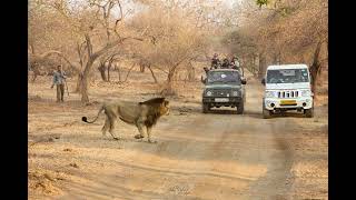 Asiatic Lions of India